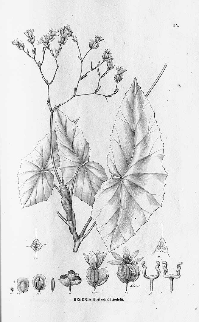 B. riedelii